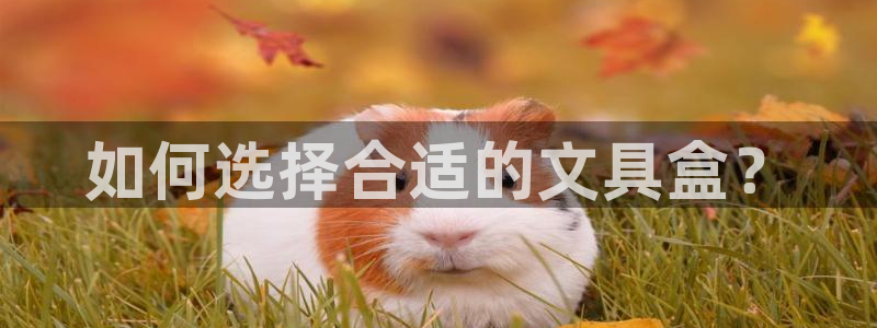 卧龙娱乐怎么样：如何选择合适的文具盒？