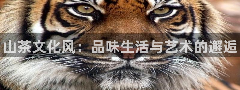 南阳卧龙站到尊上娱乐：山茶文化风：品味生